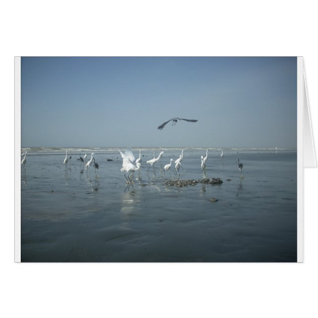 Aves blancas presentan hakuna matata.JPG (Anverso (Horizontal))