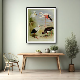 Aves británicas, Ilustraciones de arte