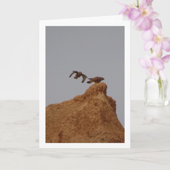 Aves comunes de cerda de cerda, tarjeta Falco Tinn (Orquídea)