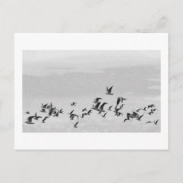 Aves con postal de vuelo