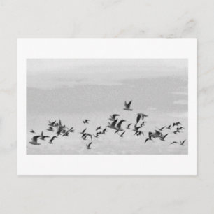 Aves con postal de vuelo