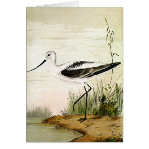 Aves Costeras de Vida Marina Antigua, Aves Avoceta