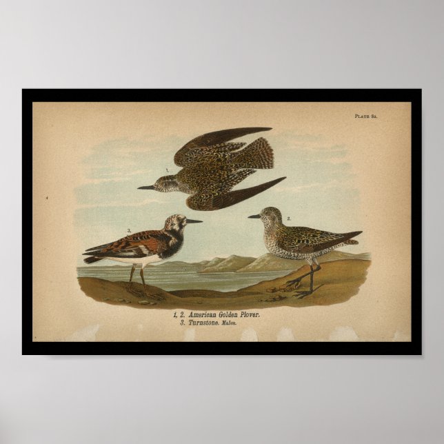 Aves de 1890 Impresión estadounidense Golden Plove (Frente)