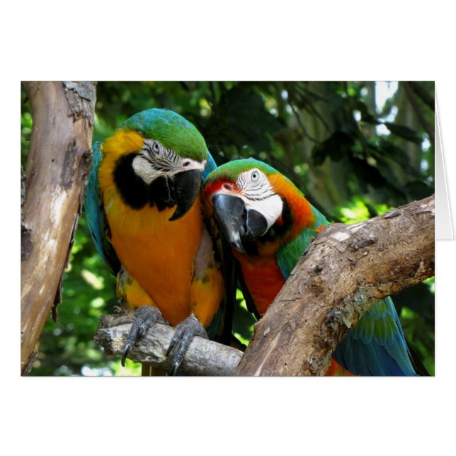 Aves de amor (Anverso (Horizontal))
