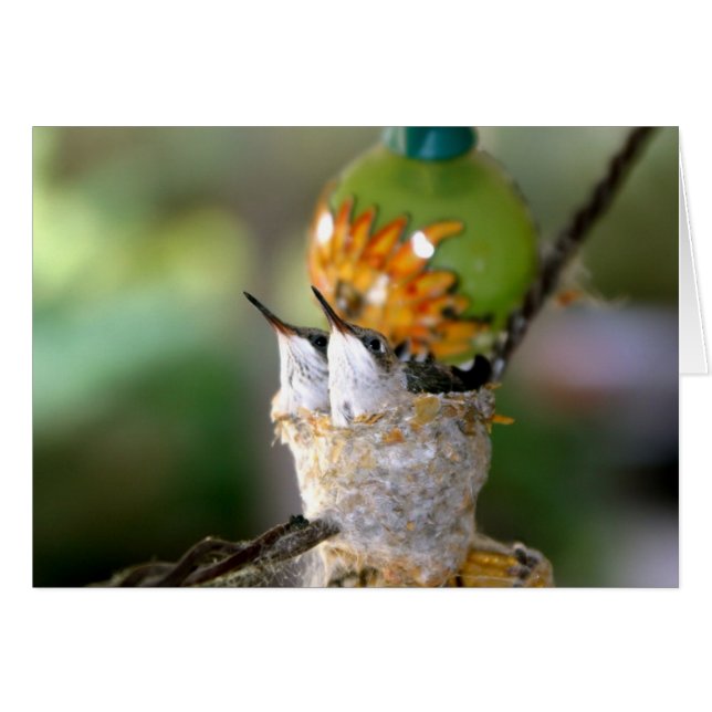 Aves de bebé (Anverso (Horizontal))