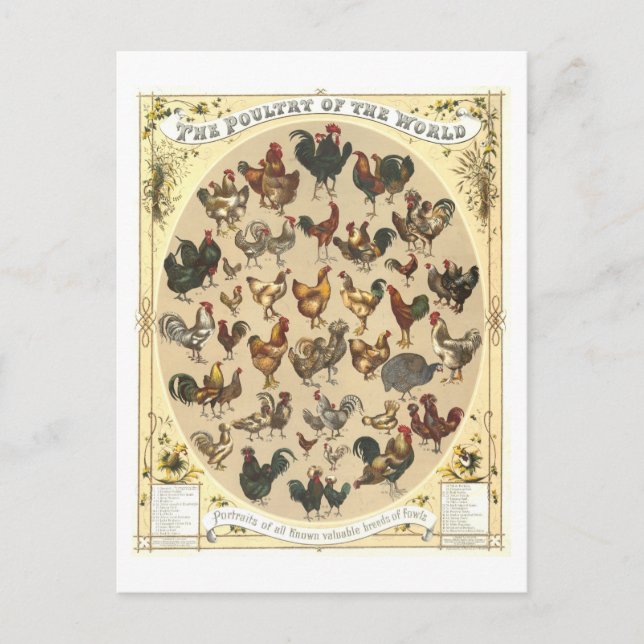 Aves de corral de época de la postal mundial (Anverso)