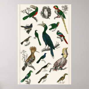 Aves de época Animales de arte de Ilustracion anti