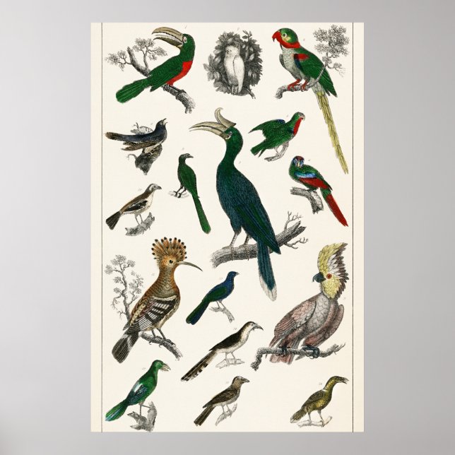Aves de época Animales de arte de Ilustracion anti (Frente)
