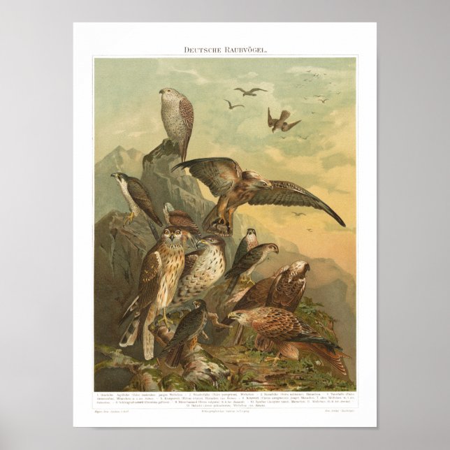 Aves de época del Poster de impresión precoz (Frente)