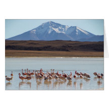 Aves de flamenco en el agua - Tarjeta de montañas 