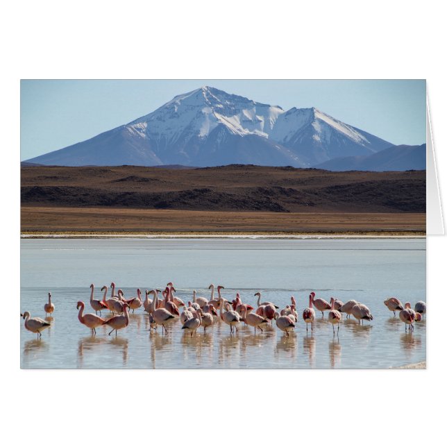 Aves de flamenco en el agua - Tarjeta de montañas  (Anverso (Horizontal))