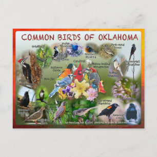 aves de la postal 19r de Oklahoma