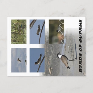 Aves de la postal de Chipre