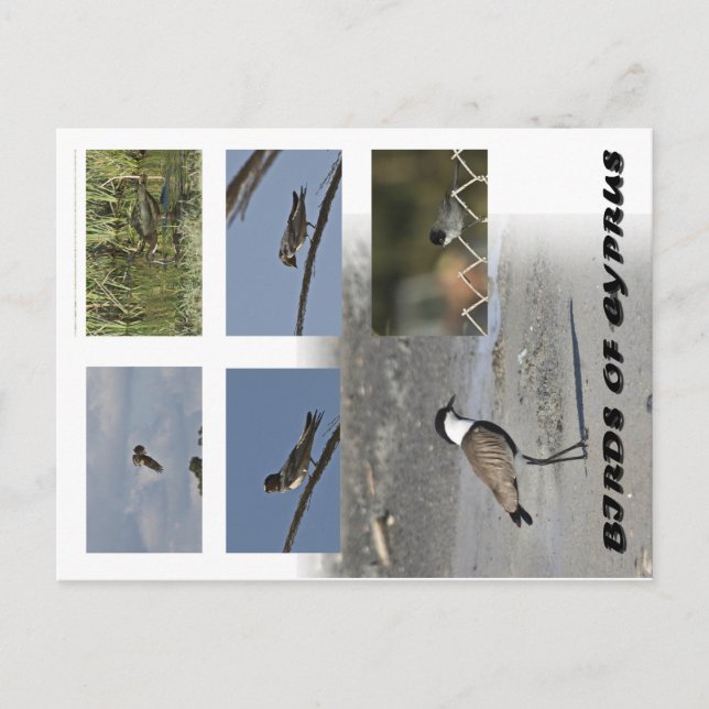 Aves de la postal de Chipre (Anverso)