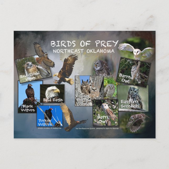 aves de la postal Prey Oklahoma 19dk-z (Anverso)