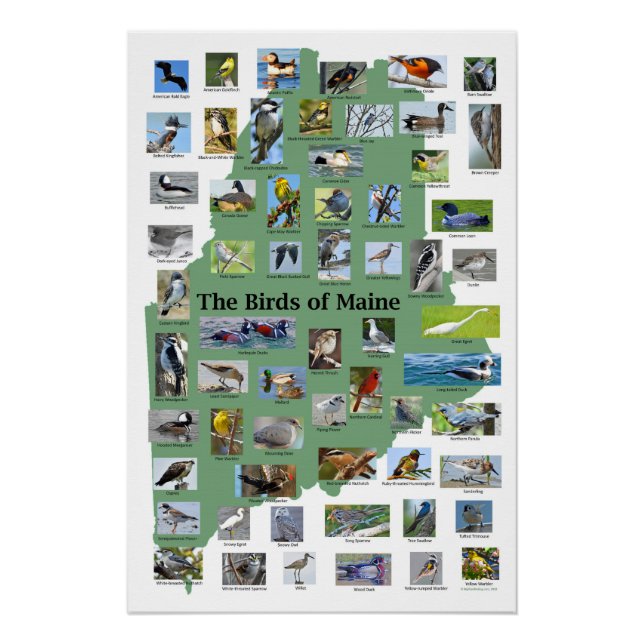 Aves de Maine Poster (Anverso)