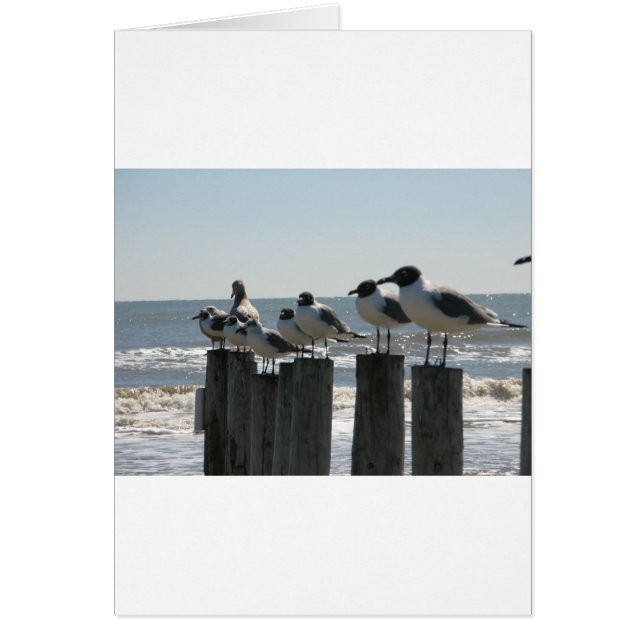 AVES DE MAR (Frente)