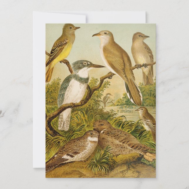 Aves de Norteamérica | Anton Goering (Anverso)