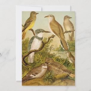 Aves de Norteamérica Anton Goering