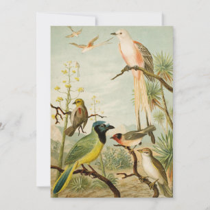 Aves de Norteamérica Anton Goering