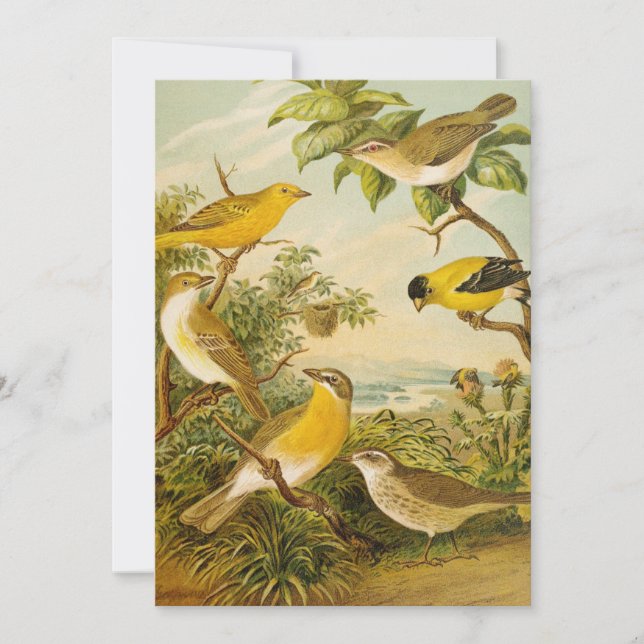 Aves de Norteamérica | Anton Goering (Anverso)
