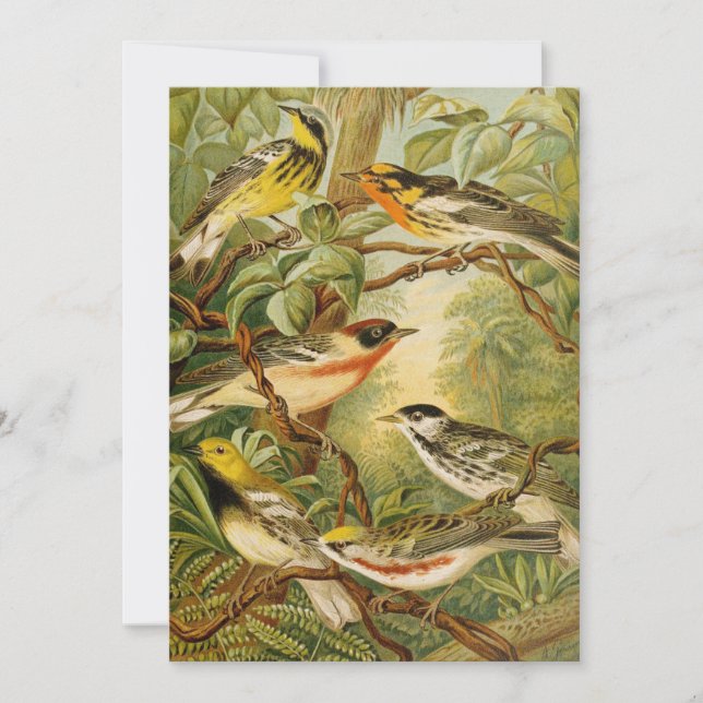 Aves de Norteamérica | Anton Goering (Anverso)