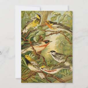 Aves de Norteamérica Anton Goering