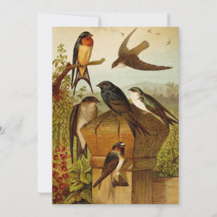 Aves de Norteamérica Gustav Mü tzel