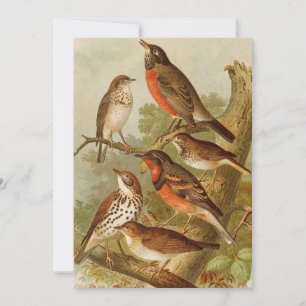 Aves de Norteamérica Gustav Mü tzel