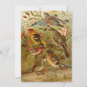 Aves de Norteamérica Gustav Mü tzel