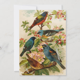 Aves de Norteamérica Gustav Mü tzel