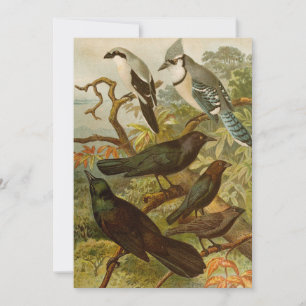 Aves de Norteamérica Gustav Mü tzel
