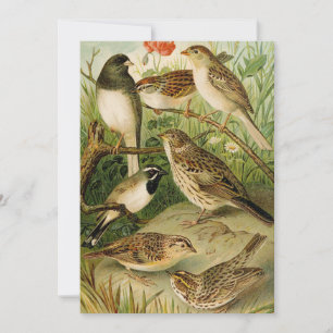 Aves de Norteamérica   Gustav Mü tzel