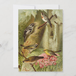 Aves de Norteamérica   Gustav Mü tzel Card