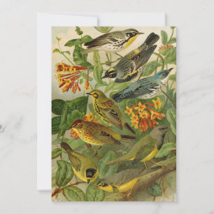 Aves de Norteamérica Gustav Mü tzel Card