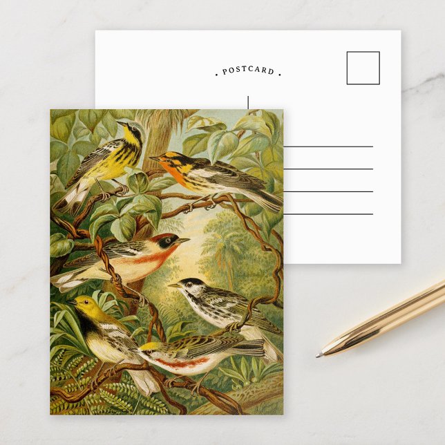 Aves de Norteamérica | Postal de Anton Goering (Subido por el creador)