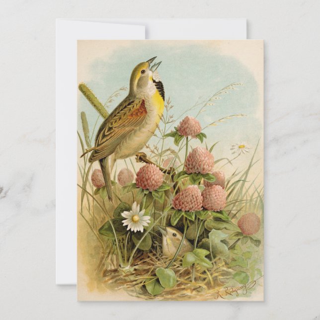 Aves de Norteamérica | Robert Ridgway (Anverso)