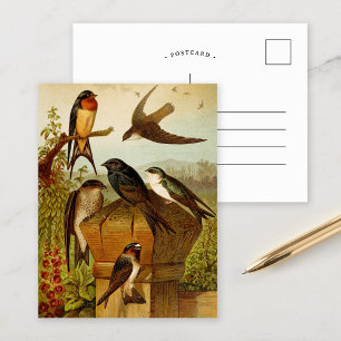 Aves de Norteamérica Tarjeta postal de Gustav Mu