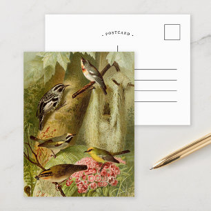 Aves de Norteamérica   Tarjeta postal de Gustav Mu