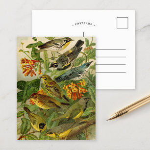 Aves de Norteamérica Tarjeta Postal de Gustav Mu