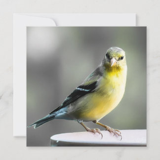 Aves de patio trasero gracias