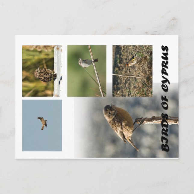 aves de postal de chipre (Anverso)