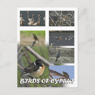 Aves de postal de chipre