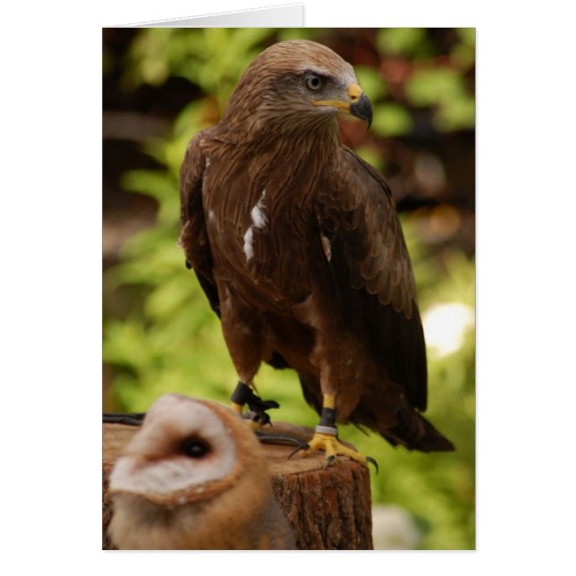 Aves de presa (Frente)