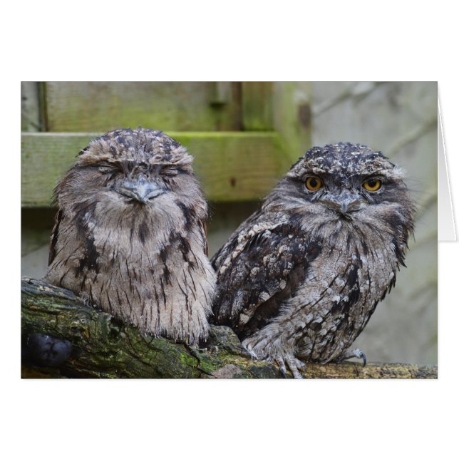 Aves de Tawny Frogmouth (Anverso (Horizontal))