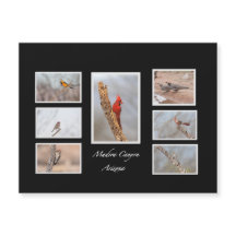 Aves del Cañón Madera Arizona