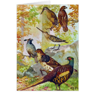 Aves del Juego 1902 Cromolitografía de Piedra Verd