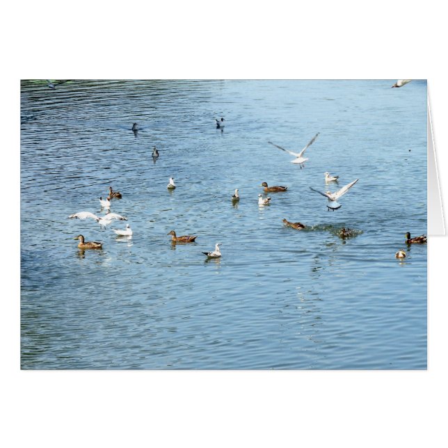 Aves En El Río De Verano (Anverso (Horizontal))