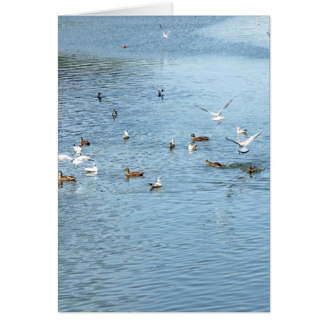 Aves En El Río De Verano (Frente)