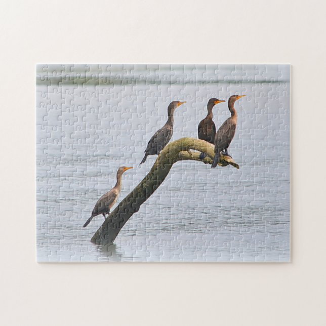 Aves En El Rompecabezas De La Derivación (Horizontal)